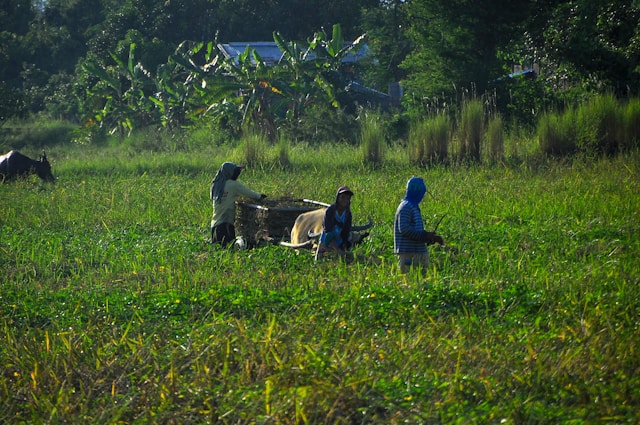 Agricultural workers in a field